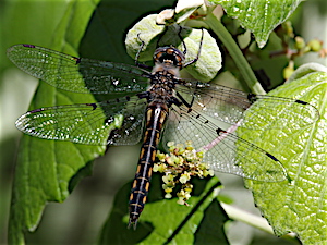 Dot-winged Baskettail - Epitheca petechialis